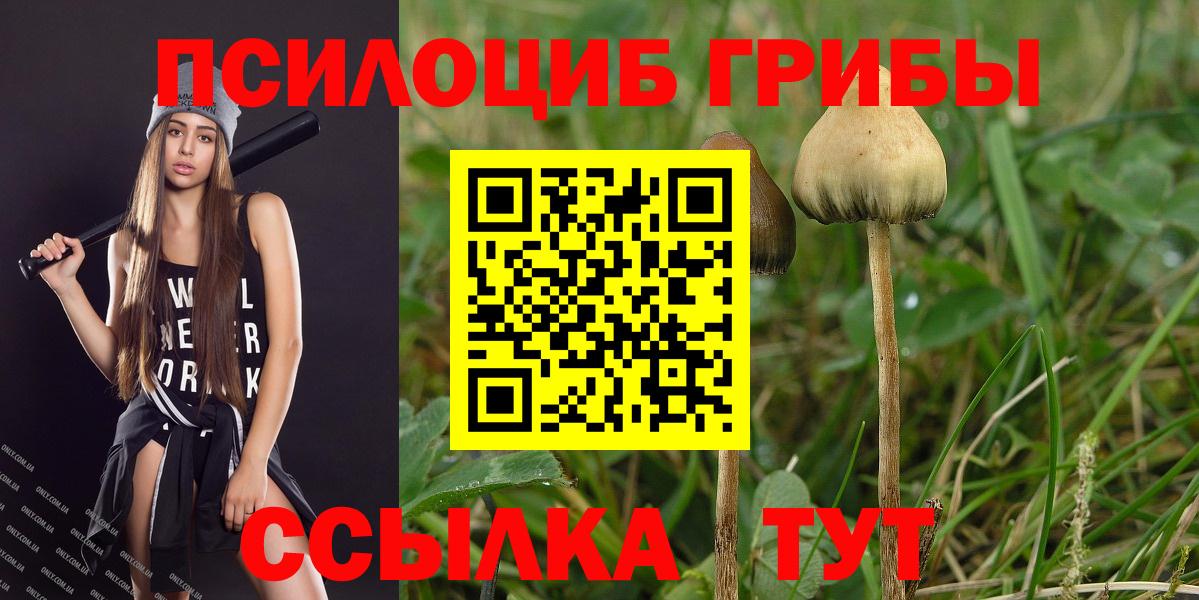 Галлюциногенные грибы Psilocybine cubensis Тосно